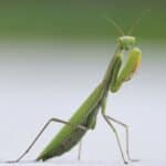Praying Mantis