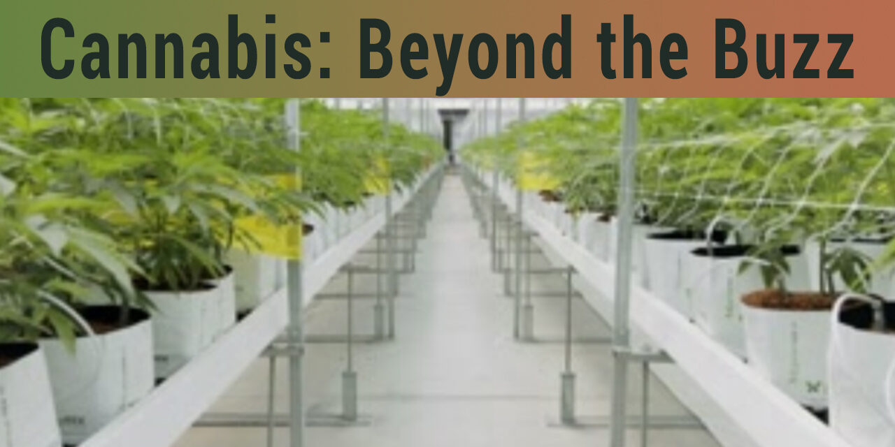 Modern cannabis cultivation in a greenhouse with rows of potted plants under controlled lighting and environment for optimal growth.