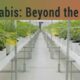 Modern cannabis cultivation in a greenhouse with rows of potted plants under controlled lighting and environment for optimal growth.